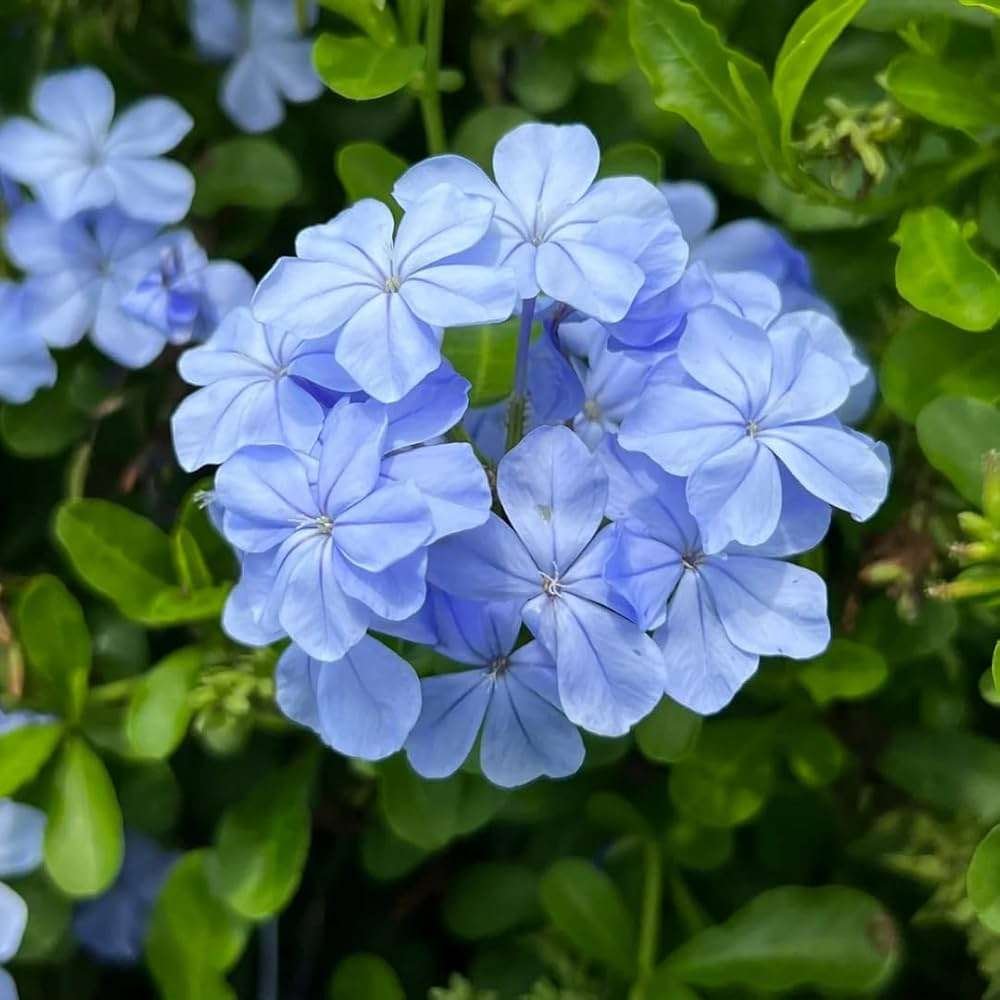 Plumbago (Neelkanthi)
